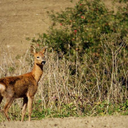 Rekreačné zariadenie Chmelisko Pruzina Esterno foto